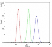 Flow cytometry testing of human A431 cells with SAE2 antibody at 1ug/million cells (blocked with goat sera); Red=cells alone, Green=isotype control, Blue= SAE2 antibody.