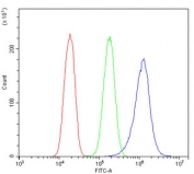 Flow cytometry testing of human PC-3 cells with IRS1 antibody at 1ug/million cells (blocked with goat sera); Red=cells alone, Green=isotype control, Blue= IRS1 antibody.