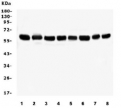 Western blot testing of human 1) Caco-2, 2) A549, 3) ThP-1, 4) SW620, 5) U-937, 6) HepG2, 7) rat RH30 and 8) mouse RAW246.7 lysate with Hsp60 antibody. Predicted molecular weight ~60 kDa.
