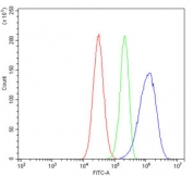 Flow cytometry testing of human HepG2 cells with Hsp60 antibody at 1ug/million cells (blocked with goat sera); Red=cells alone, Green=isotype control, Blue= Hsp60 antibody.