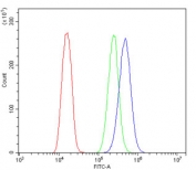 Flow cytometry testing of human U-2 OS cells with SDHB antibody at 1ug/million cells (blocked with goat sera); Red=cells alone, Green=isotype control, Blue= SDHB antibody.