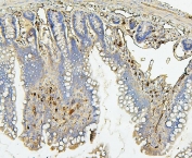 IHC staining of FFPE rat intestine with PLK1 antibody. HIER: boil tissue sections in pH6, 10mM citrate buffer, for 20 min and allow to cool before testing.