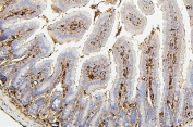 IHC staining of FFPE mouse intestine with PLK1 antibody. HIER: boil tissue sections in pH6, 10mM citrate buffer, for 20 min and allow to cool before testing.