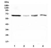Western blot testing of 1) human HeLa, 2) monkey COS-7, 3) human Raji and 4) human U-2 OS lysate with PLK1 antibody. Predicted molecular weight ~68 kDa.