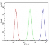 Flow cytometry testing of human SiHa cells with HMGB1 antibody at 1ug/million cells (blocked with goat sera); Red=cells alone, Green=isotype control, Blue= HMGB1 antibody.