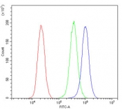 Flow cytometry testing of human PC-3 cells with SQSTM1 antibody at 1ug/million cells (blocked with goat sera); Red=cells alone, Green=isotype control, Blue= SQSTM1 antibody.