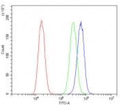 Flow cytometry testing of human A549 cells with SQSTM1 antibody at 1ug/million cells (blocked with goat sera); Red=cells alone, Green=isotype control, Blue= SQSTM1 antibody.