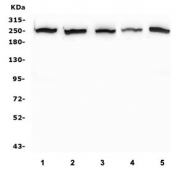 Western blot testing of human 1) K562, 2) Caco-2, 3) SW620, 4) A549 and 5) HepG2 lysate. Expected molecular weight: 175-220 kDa depending on post-translational modification.