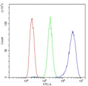 Flow cytometry testing of human HepG2 cells with EIF4G1 antibody at 1ug/million cells (blocked with goat sera); Red=cells alone, Green=isotype control, Blue= EIF4G1 antibody.