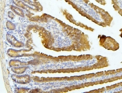 IHC staining of FFPE mouse intestine with EIF4G1 antibody. HIER: boil tissue sections in pH6, 10mM citrate buffer, for 20 min and allow to cool before testing.