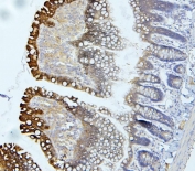 IHC staining of FFPE rat intestine with EIF4G1 antibody. HIER: boil tissue sections in pH6, 10mM citrate buffer, for 20 min and allow to cool before testing.