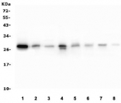 Western blot testing of human 1) K562, 2) HepG2, 3) ThP-1, 4) HT1080, 5) SW620, 6) PANC-1, 7) rat RH35 and 8) mouse NIH3T3 lysate with RAB27A antibody. Predicted molecular weight: 25-27 kDa.