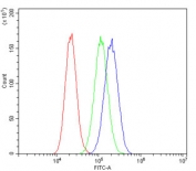 Flow cytometry testing of human U-87 MG cells with RAB27A antibody at 1ug/million cells (blocked with goat sera); Red=cells alone, Green=isotype control, Blue= RAB27A antibody.