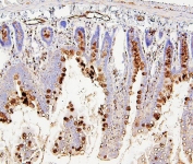 IHC staining of FFPE rat intestine with RAB27A antibody. HIER: boil tissue sections in pH6, 10mM citrate buffer, for 20 min and allow to cool before testing.