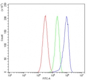 Flow cytometry testing of human HepG2 cells with Hsp105 antibody at 1ug/million cells (blocked with goat sera); Red=cells alone, Green=isotype control, Blue= Hsp105 antibody.