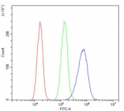 Flow cytometry testing of human A431 cells with Hsp105 antibody at 1ug/million cells (blocked with goat sera); Red=cells alone, Green=isotype control, Blue= Hsp105 antibody.