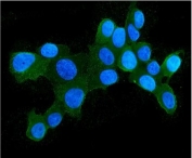Immunofluorescent staining of FFPE human MCF7 cells with Hsp105 antibody (green) and DAPI (blue). HIER: boil tissue sections in pH6, 10mM citrate buffer, for 20 min and allow to cool before testing.