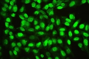Immunofluorescent staining of FFPE human U-2 OS cells with Ran antibody. HIER: boil tissue sections in pH6, 10mM citrate buffer, for 20 min and allow to cool before testing.