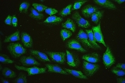 Immunofluorescent staining of FFPE human U-2 OS cells with EIF4A1/2/3 antibody (green) and DAPI (blue). HIER: boil tissue sections in pH6, 10mM citrate buffer, for 20 min and allow to cool before testing.