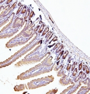 IHC staining of FFPE mouse intestine with EIF4A1/2/3 antibody. HIER: boil tissue sections in pH6, 10mM citrate buffer, for 20 min and allow to cool before testing.