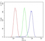 Flow cytometry testing of human U-87 MG cells with EIF4A1/2/3 antibody at 1ug/million cells (blocked with goat sera); Red=cells alone, Green=isotype control, Blue= EIF4A1/2/3 antibody.