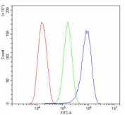 Flow cytometry testing of human U-87 MG cells with EIF4A1/2/3 antibody at 1ug/million cells (blocked with goat sera); Red=cells alone, Green=isotype control, Blue= EIF4A1/2/3 antibody.