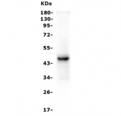 Western blot testing of human Raji cell lysate with PAX5 antibody. Predicted molecular weight ~42 kDa.