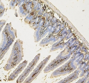 IHC staining of FFPE mouse intestine with COPE antibody. HIER: boil tissue sections in pH6, 10mM citrate buffer, for 20 min and allow to cool before testing.