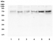 Western blot testing of human 1) K562, 2) HL60, 3) U-2 OS, 4) Raji, 5) Caco-2 and 6) HepG2 cell lysate with NRF1 antibody. Expected molecular weight: isoforms from 45-67 kDa.