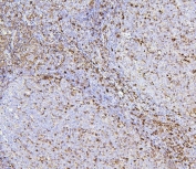 IHC staining of FFPE human tonsil with CD43 antibody. HIER: boil tissue sections in pH6, 10mM citrate buffer, for 20 min and allow to cool before testing.