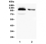 Western blot testing of human 1) K562 and 2) HL60 cell lysate with CD43 antibody. Expected molecular weight: 45-135 kDa depending on glycosylation level.