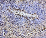 IHC staining of FFPE mouse spleen with CD43 antibody. HIER: boil tissue sections in pH6, 10mM citrate buffer, for 20 min and allow to cool before testing.