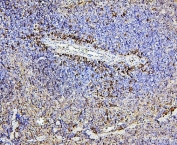 IHC staining of FFPE mouse spleen with CD43 antibody. HIER: boil tissue sections in pH6, 10mM citrate buffer, for 20 min and allow to cool before testing.