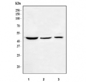 Flow cytometry testing of human 293T cells with Oct4 antibody at 1ug/million cells (blocked with goat sera); Red=cells alone, Green=isotype control, Blue= Oct4 antibody.