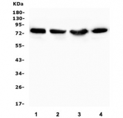 Western blot testing of 1) rat brain, 2) mouse brain, 3) mouse thymus and 4) mouse lung lysate with PRKCD antibody. Predicted molecular weight ~77 kDa.
