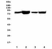Western blot testing of human 1) placenta, 2) ThP-1, 3) Caco-2 and 4) HEK293 lysate with PRKCD antibody. Predicted molecular weight ~77 kDa.