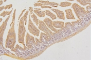 IHC staining of FFPE mouse intestine with PRKCD antibody. HIER: boil tissue sections in pH6, 10mM citrate buffer, for 20 min and allow to cool before testing.