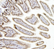 IHC staining of FFPE mouse intestine with PTBP1 antibody. HIER: boil tissue sections in pH6, 10mM citrate buffer, for 20 min and allow to cool before testing.