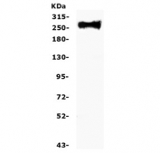 Western blot testing of human U-87 MG cell lysate with Fibronectin antibody. Predicted molecular weight ~220 kDa (monomer) but may be observed at a higher molecular weight due to glycosylation.