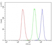 Flow cytometry testing of human HeLa cells with Fibronectin antibody at 1ug/million cells (blocked with goat sera); Red=cells alone, Green=isotype control, Blue= Fibronectin antibody.