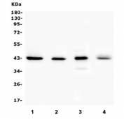 Western blot testing of 1) human U-87 MG, 2) rat brain, 3) mouse brain and 4) mouse testis lysate with Connexin 43 antibody. Predicted molecular weight ~43 kDa.