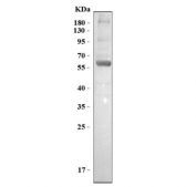 Western blot testing of human HepG2 cell lysate with Glypican 3 antibody. Expected molecular weight 66-115 kDa depending on glycosylation level.
