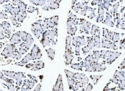 IHC staining of FFPE rat pancreas with Nucleolin antibody. HIER: boil tissue sections in pH8 EDTA for 20 min and allow to cool before testing.