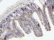 IHC staining of FFPE rat testis with Merlin antibody. HIER: boil tissue sections in pH6, 10mM citrate buffer, for 20 min and allow to cool before testing.