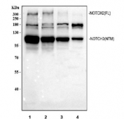 Western blot testing of 1) human U-87 MG, 2) human 293T, 3) human MCF7 and 4) human SH-SY5Y cell lysate with NOTCH2 antibody. Predicted molecular weight ~265 kDa (full length) and ~110 kDa (intracellular/cytoplasmic domain).