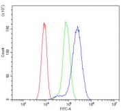 Flow cytometry testing of human HeLa cells with TJP1 antibody at 1ug/million cells (blocked with goat sera); Red=cells alone, Green=isotype control, Blue= TJP1 antibody.