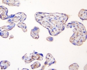 IHC staining of FFPE human placenta with TJP1 antibody. HIER: boil tissue sections in pH6, 10mM citrate buffer, for 20 min and allow to cool before testing.