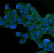 Immunofluorescent staining of FFPE human MCF7 cells with TJP1 antibody (green) and DAPI nuclear stain (blue).