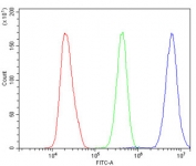 Flow cytometry testing of human HeLa cells with PTBP2 antibody at 1ug/million cells (blocked with goat sera); Red=cells alone, Green=isotype control, Blue= PTBP2 antibody.