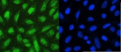 Immunofluorescent staining of FFPE human U-2 OS cells with Fox2 antibody (green) and DAPI nuclear stain (blue). HIER: boil tissue sections in pH6, 10mM citrate buffer, for 20 min and allow to cool before testing.